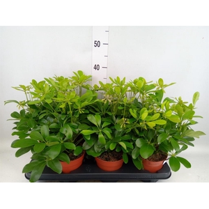 Schefflera arbor. 'Nora'