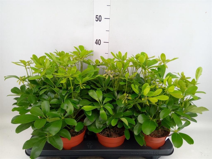 <h4>Schefflera arbor. 'Nora'</h4>