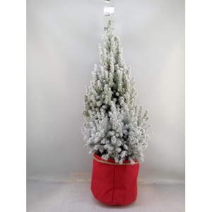 Picea glauca 'December'