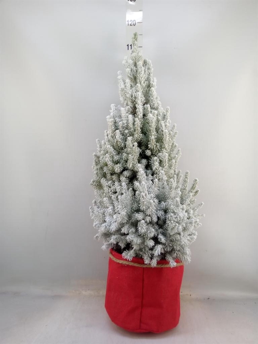 <h4>Picea glauca 'December'</h4>