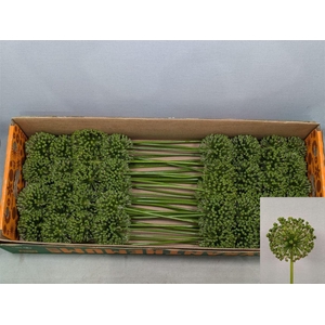 Allium Zaadbollen
