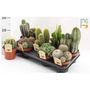 Cactus gemengd