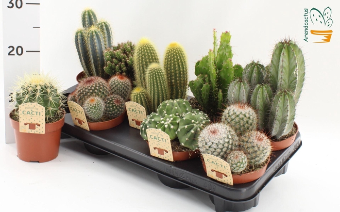 <h4>Cactus gemengd</h4>