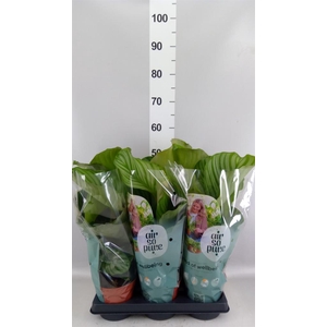 Calathea orbifolia
