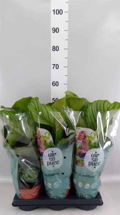 <h4>Calathea orbifolia</h4>