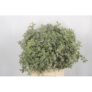 Pitto Nigra Per Bunch