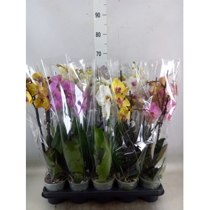 Phalaenopsis   ...mix  5