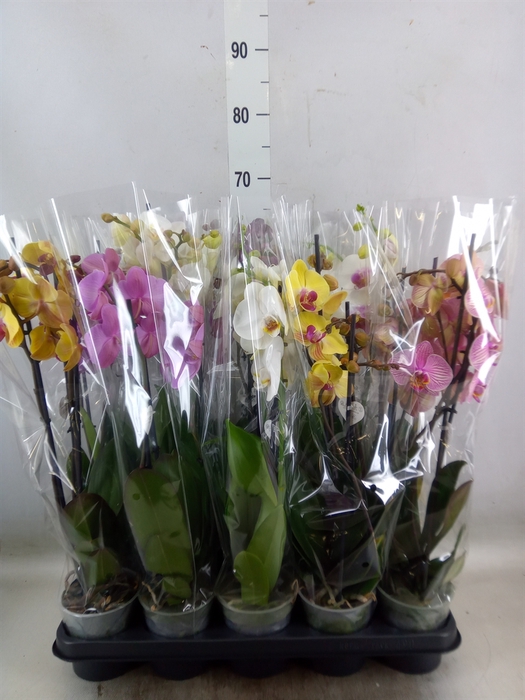 <h4>Phalaenopsis   ...mix  5</h4>