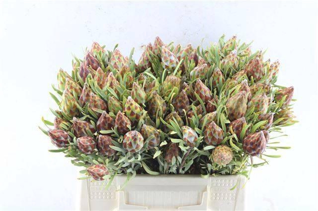 <h4>LEUCAD RUBRUM</h4>