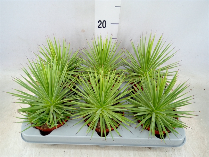 <h4>Agave stricta 'Nana'</h4>