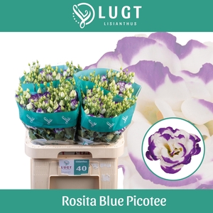 EUS G ROSI BLUE PICO