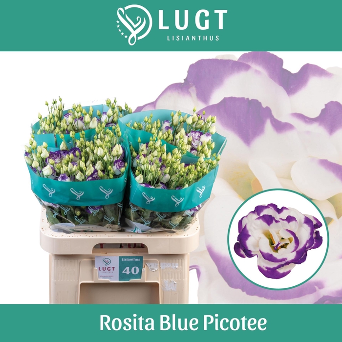 <h4>EUS G ROSI BLUE PICO</h4>