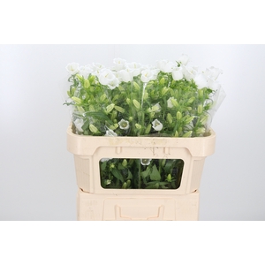 Campanula Champ Whit