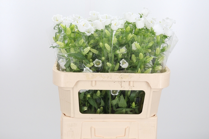 <h4>Campanula Champ Whit</h4>