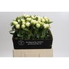 Paeonia Duchesse De Nemours