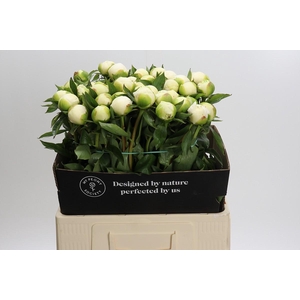 Paeonia Duchesse De Nemours