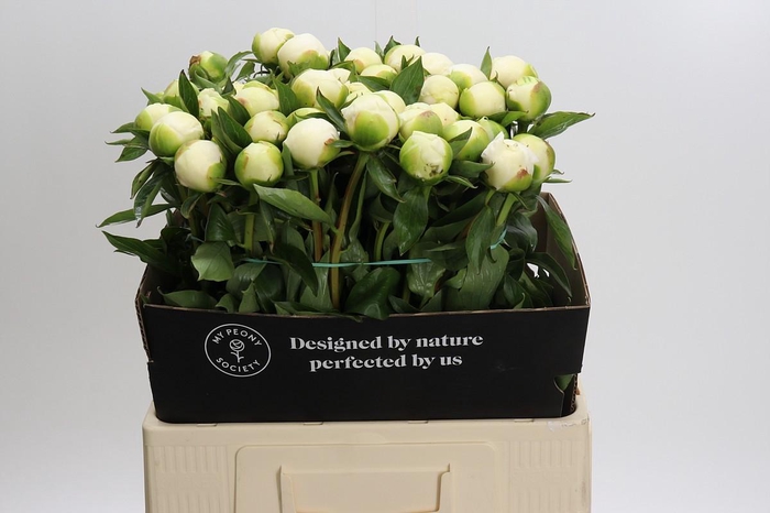 <h4>Paeonia Duchesse De Nemours</h4>