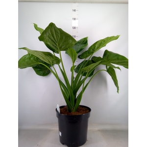Alocasia cucullata