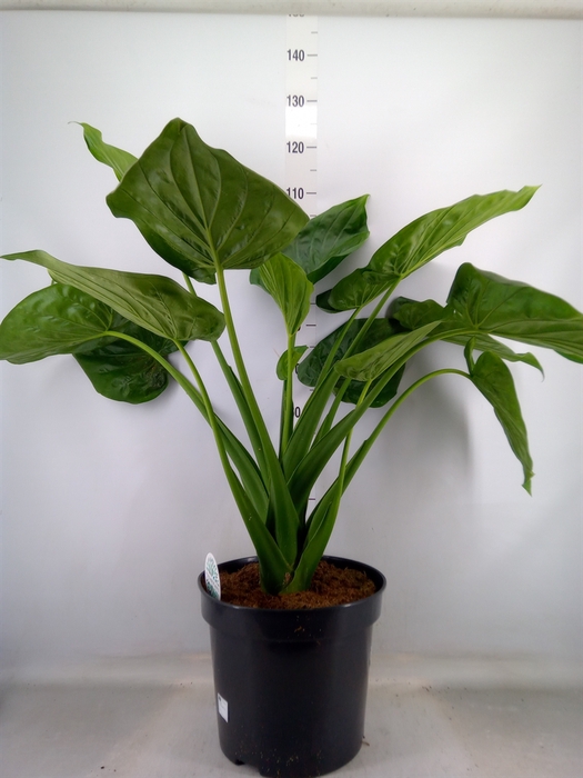 <h4>Alocasia cucullata</h4>