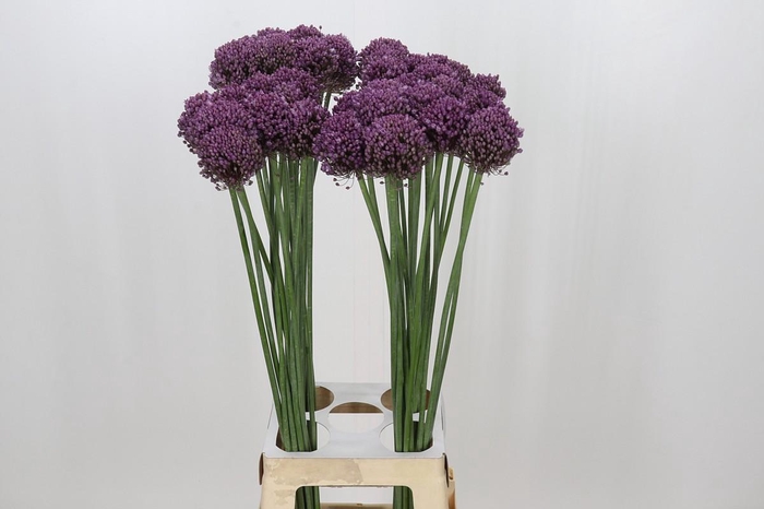 <h4>Allium Pink Lady</h4>