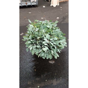 EUC. POPULUS SHORT 400 GR