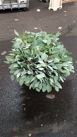 <h4>EUC. POPULUS SHORT 400 GR</h4>
