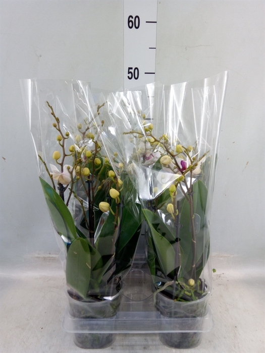 <h4>Phalaenopsis multi. 'FC Safe Haven'</h4>