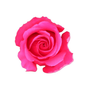 R Gr Queenberry Hot Pink 40cm EC