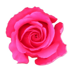 <h4>R Gr Queenberry Hot Pink 40cm EC</h4>