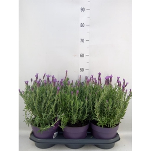 Lavandula stoec. 'Anouk'
