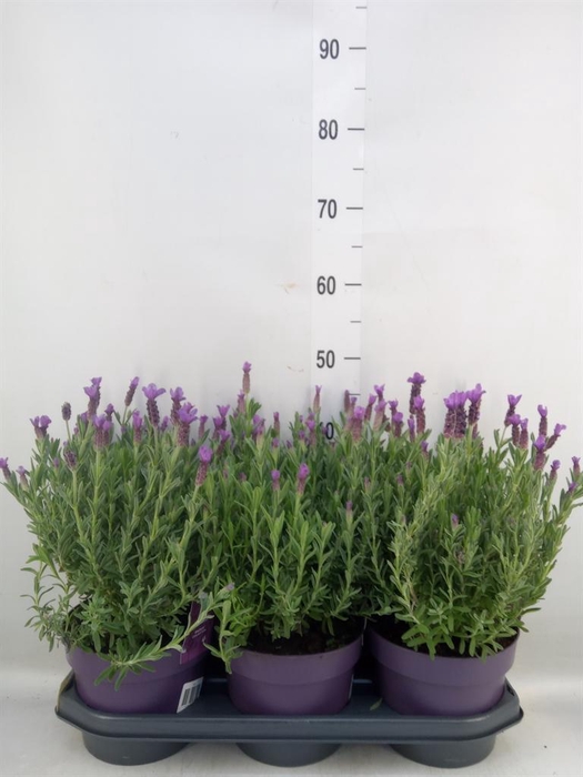 <h4>Lavandula stoec. 'Anouk'</h4>