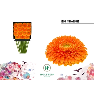 Gerbera Pomponi Big Orange Diamond Per Kaart