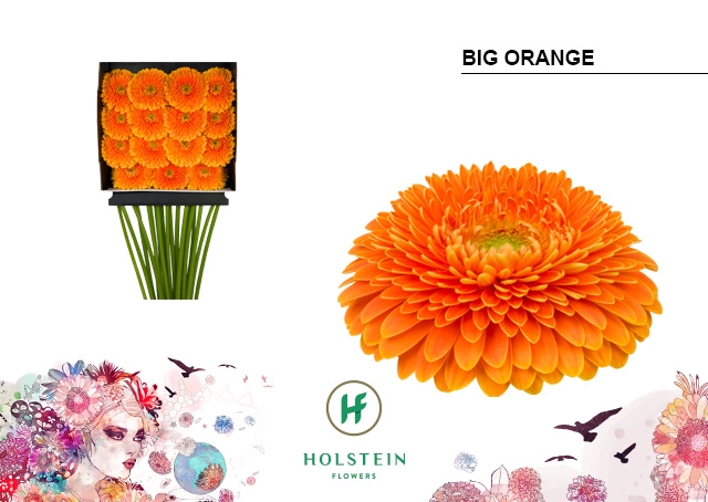 <h4>Gerbera Pomponi Big Orange Diamond Per Kaart</h4>