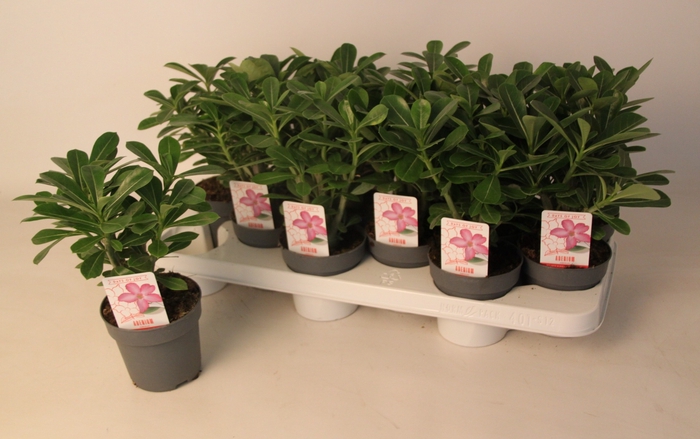 <h4>Adenium Obesum Picotee</h4>