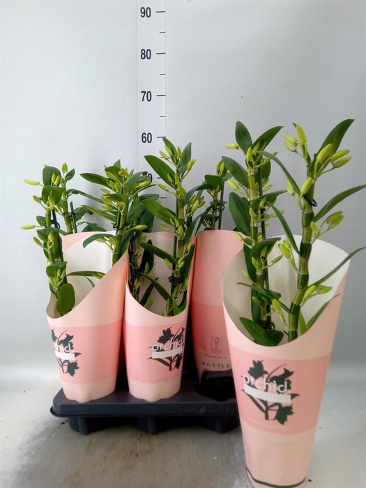 <h4>Dendrobium nob. 'SpringDre Kumiko'</h4>