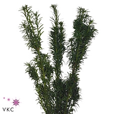 Conifeer Taxus America