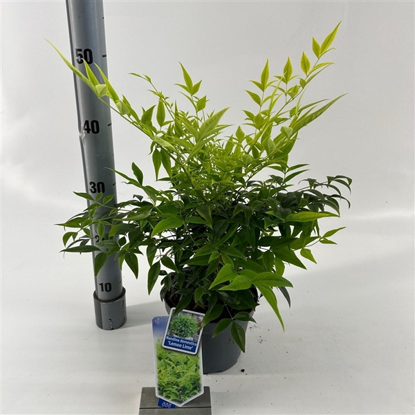 <h4>Nandina domestica Lemon & Lime ('Lemlim'PBR)</h4>