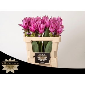 CURC AL SIAM SUPREME