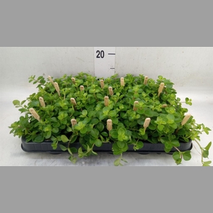 Peperomia rotundifolia