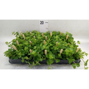 Peperomia rotundifolia