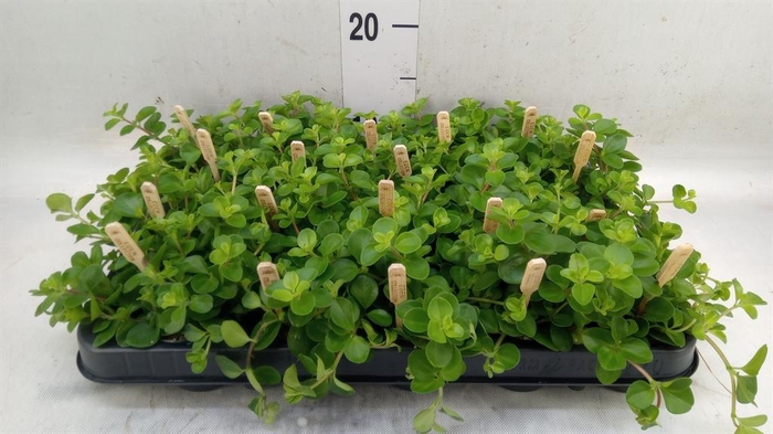 <h4>Peperomia rotundifolia</h4>
