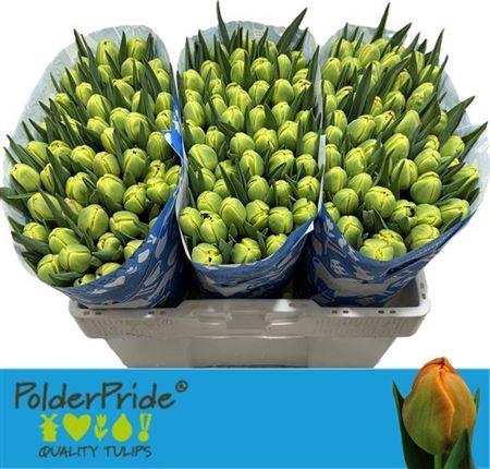 <h4>Tu Du Icoon</h4>