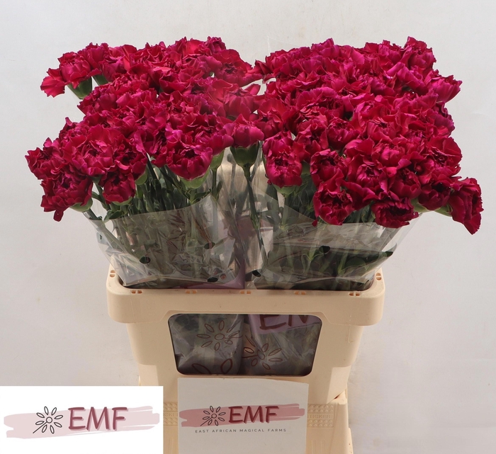 <h4>DI ST ZAFIRO</h4>