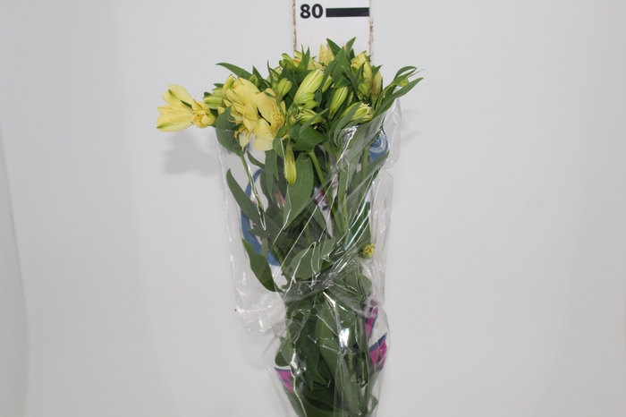 <h4>ALSTROEMERIA MELLOW YELLOW 080 CM</h4>