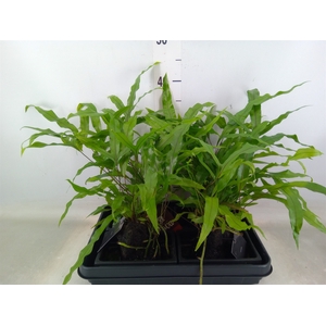 Arr.   Kamerplant Groen H%