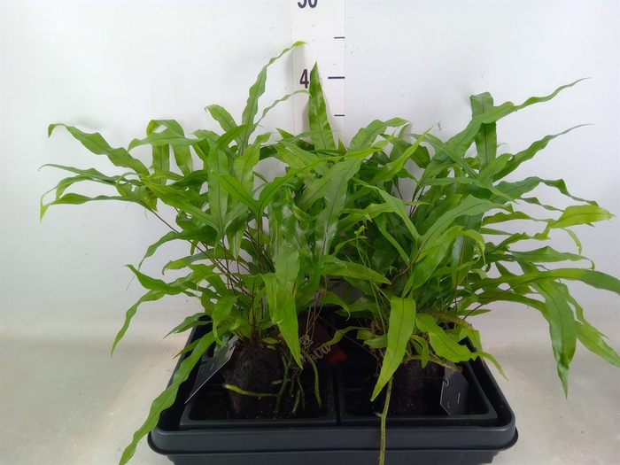 <h4>Arr.   Kamerplant Groen H%</h4>