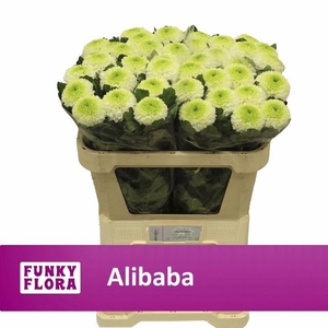 Chr G Alibaba