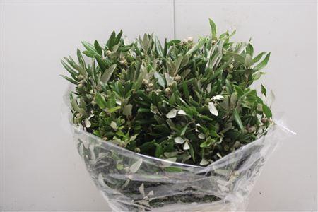 <h4>Steeneik Per Bos</h4>