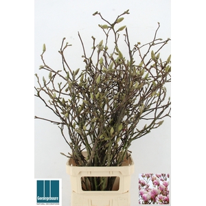 MAGNOLIA GRANDIFLORA