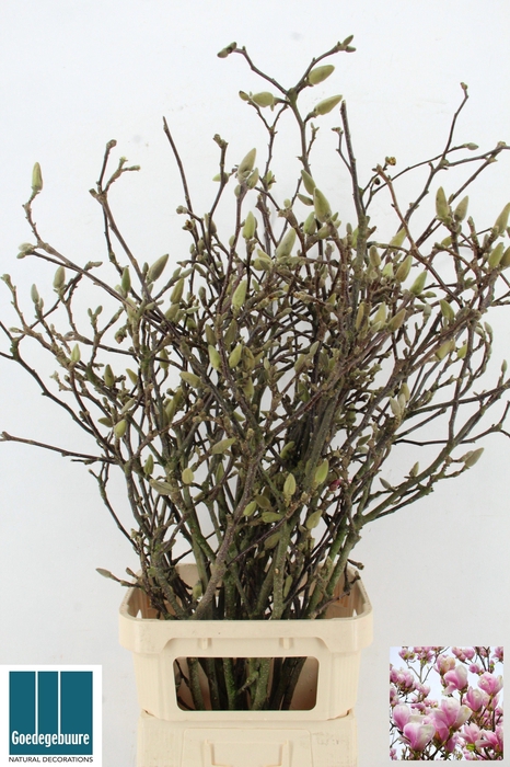 <h4>MAGNOLIA GRANDIFLORA</h4>